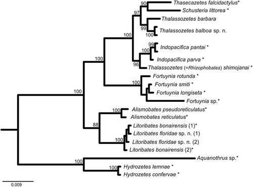 Figure 14. Bayesian inference tree of fortuyniid and selenoribatid taxa based on 18S rRNA sequences (1811 bp) constructed by means of MrBayes applying the GTR+I+G model. Posterior probabilities (>80) are shown near nodes. Sequences obtained from GenBank are marked by *. For details, see Table 1.