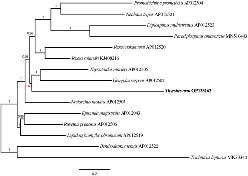 Figure 3. Phylogenetic tree depicting placement of Thyrsites atun [OP133162] within the Gempylidae family derived from a Bayesian analysis of 13 protein-coding genes. Members of Trichiuridae; Trichiurus lepturus [MK333401] and Benthodesmus tenuis [AP012522] are included as outgroups. Nodal support is indicated by Bayesian Posterior Probabilities (in red are BPP <0.95, and in black are BPP≥ 0.95).