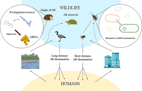 Figure 9 Contribution of wildlife to the spread of antibiotic resistance. Reprinted from Laborda P, Sanz-García F, Ochoa-Sánchez LE, et al. Wildlife and antibiotic resistance. Front Cell Infect Microbiol. 2022;12:568. Creative Commons.Citation196