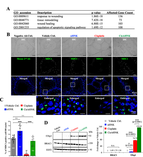 Figure 3 Antioxidant nanoparticle promoted MDC1-53bp1 associated non-homologous DNA break repair. (A) GO analysis showed that in total, 420 genes that were known to involve in the signaling pathways related to wound response, tissue remodeling, wound healing, and apoptosis regulation were highly affected. (B) DNA double-strand break checkpoint protein MDC1 was highly expressed in the control nHNK and nHNK treatment groups, indicating that the testicular DNA damage checkpoint and repair mechanism was functional in these groups. In contrast, this mechanism was abolished in the cisplatin group. (C) Quantitative data supported the immunofluorescent observation that a significant decrease in the % of MDC1-positive cells (3.5%) was measured in the cisplatin group. And nHNK treatment reversed the protein expression of MDC1 in the testis (34.6%). (D) 53bp1-mediated non-homologous DNA repair mechanism was activated upon nHNK treatment, and no changes can be detected regarding the BRAC1-associated homologous DNA repair mechanism. Bars represent standard deviation (S.D.), and results were presented as mean ± standard deviation (S.D.). *p<0.05, ***p<0.001, ****p<0.0001.