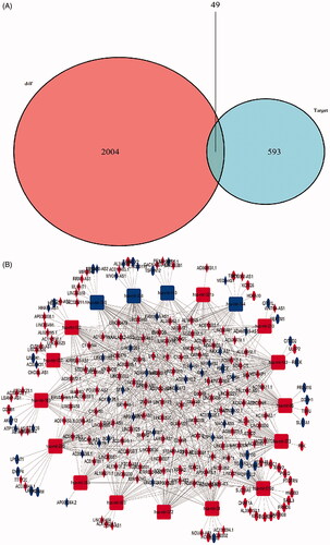 Figure 2. Venn diagram of mRNAs included in ceRNA network and construction of lncRNA-miRNA-mRNA network in LUSC. (A) The red area represents the number of differentially expressed mRNA, the blue area shows the number of targets differentially expressed mRNAs. The purple area in the middle indicates the number of mRNAs which both belonged to the differentially expressed mRNAs and the target mRNAs. (B). The lncRNAs, miRNAs and mRNAs were represented by diamonds, rounded rectangles and ellipses, respectively. The red nodes indicate high expression, and the blue nodes indicate low expression.