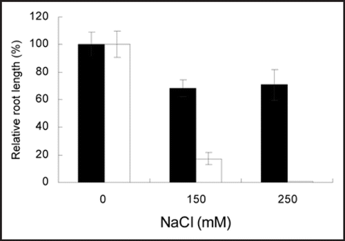 Figure 1 Effects of salt on root elongation of Arabidopsis thaliana seedlings from different salt treatments. The inhibitory effect of salt stress on root growth was greatly alleviated in the wild type (Col-0) when root growth of the seedlings was analyzed using a two-layer medium assay (black bars). The MS nutrient medium is on the top, and NaCl concentrations in the media on the bottom are 0, 150 and 250 mM. More severe inhibition of root growth of the seedlings by various levels of NaCl in a root bending assay (white bars) was observed. Data represents means of measurements from >40 individuals from three independent experiments. Bars represent standard error.