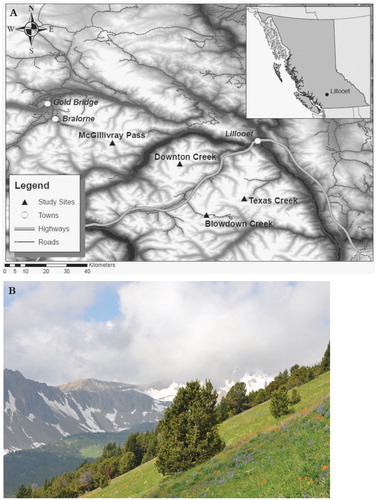 FIGURE 1. (A) Location of the four study sites in the southern Coast Mountains of British Columbia. Lighter areas are mountain tops and darker areas are rivers and valley bottoms. Inset map shows the location of Lillooet (50.686°N, 121.936°W) in British Columbia. Detailed locations of all sites are found in Table 1. (B) Photograph of whitebark pine at Texas Creek. Each site shared similar open-canopy and herbaceous groundcover characteristics.