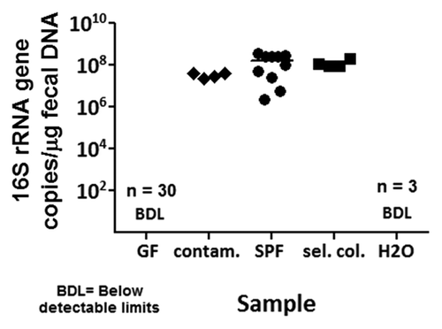 Figure 3. Bacterial levels in gnotobiotic rodent fecal samples determined by qPCR. Quantitative PCR (qPCR) assays were utilized to determine bacterial levels in gnotobiotic fecal samples by quantitating copies of the 16S rRNA gene per microgram of fecal DNA. The 16S rRNA gene was not amplified to detectable levels in GF mice (n = 30). There were on the order of 10Citation7–10Citation8 copies of the 16S rRNA gene per microgram of fecal DNA in spontaneously contaminated ex-GF mice (n = 4), SPF mice (n = 10) and selectively colonized mice (n = 4). BDL, below detectable limits; contam., contaminated ex-GF; sel. col., selectively colonized; H20, water negative control template.