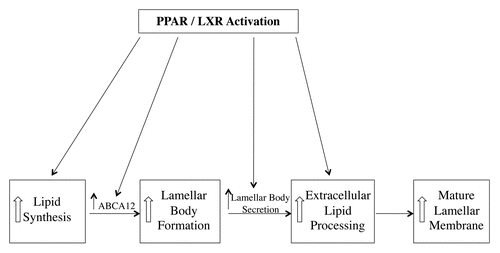 Figure 3 Effect of PPAR and LXR activation on lamellar body and lamellar membrane formation.