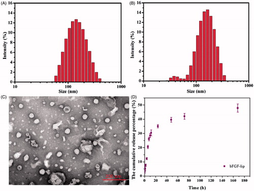 Figure 1. Characterization of the bFGF-lip. (A) Size distribution of the liposomes; (B) size distribution of the bFGF-lip; (C) representative TEM micrographs of the bFGF-lip; (D) in vitro cumulative release of CoQ10 from bFGF-lip.