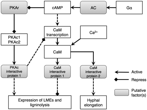 Fig. 9. Putative signal transduction pathway for LME expression and lignin degradation in P. ostreatus in the presence of yeast extract.