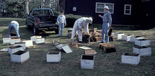Figure 1. Investigators pre-stocking experimental hives with equal numbers of brood combs, honey combs and caged honey bee (Apis mellifera) queens in preparation for receiving worker bees from a common cage.