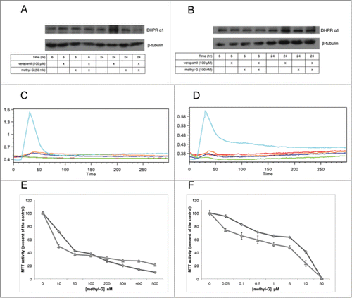 Figure 5. The effects of methyl-G, verapamil, and the combination on calcium homeostasis. (A and B) western blot analysis of DHPRα1 in SF-295 (A) and A549 (B) cells at 6 and 24 hours after incubation with methyl-G, verapamil, or the combination. Images are representative of 3 independent experiments. (C and D) flow cytometric analysis of intracellular calcium release in SF-295 (C) and A549 (D) cells over 5 minutes. The ratio of calcium green over fura red is reported on the y-axis. Images are representative of 3 independent experiments. Cyan: ionomycin (1 μg/mL), Red: vehicle (DMSO), Blue: verapamil (100 μM), Green: methyl-G (10 μM), Orange: methyl-G (10 μM) plus verapamil (100 μM). (E and F) MTT analysis of methyl-G alone and in combination with 10 μM BAPTA-AM in SF-295 (E) and A549 (F) cells after 48-hour drug incubation. Figures are representative of at least 2 independent experiments. Methyl-G alone (diamond), Methyl-G + 10 μM BAPTA-AM (triangle).