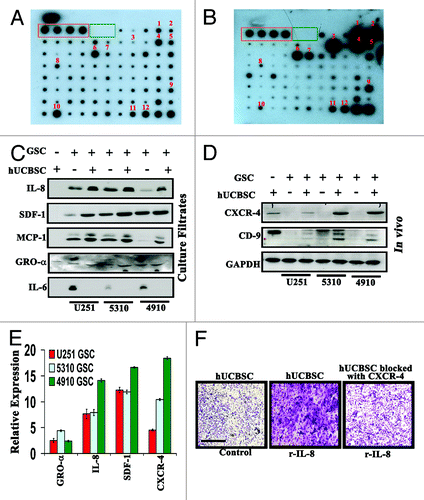 Figure 4. Upregulation of various cytokines in culture filtrates of hUCBSC challenged with 4910 GSC. Conditioned media was collected from hUCBSC and hUCBSC challenged with 4910 GSC. The culture filtrates were incubated on the array membrane and visualized by ECL reagents as described in Materials and Methods. The orange and green boxes represent the positive and negative controls, respectively. (A) Cytokine antibody array analysis of hUCBSC. (B) Cytokine antibody array analysis of challenged hUCBSC. (1:GRO; 2:GRO-α; 3:IL-6; 4:IL-8; 5:IL-10; 6:MCP-1; 7:MCP-2; 8:Rantes; 9:IGFBR2; 10:Osteopontin; 11:TIMP-1; 12:TIMP-2) (C) Levels of IL-8, SDF1, MCP-1, GRO-α, and IL-6 were detected by western blotting of culture filtrates of control hUCBSC, GSC and GSC co-cultures with hUCBSC. (D) Total protein was simultaneously isolated from mouse xenografts for western blotting to determine the expression of CXCR4 and CD9. The blots were stripped and reprobed with GAPDH antibody as a loading control. (E) Measurement of the levels of GRO-α, IL-8, SDF-1 and CXCR4 by RT-PCR in U251, 5310 and 4910 GSCs co-cultured with hUCBSC. Fold changes relative to the control are shown. (F) In vitro migration assay of hUCBSC toward recombinant IL-8. Representative photomicrographs of stained Matrigels demonstrating migration of control hUCBSC and CXCR4 functionally blocked hUCBSC toward the conditioned medium substituted with 10 ng/mL recombinant IL-8. Cell migration was evaluated after staining from randomly selected fields, enumerating migrating cells (n = 3).