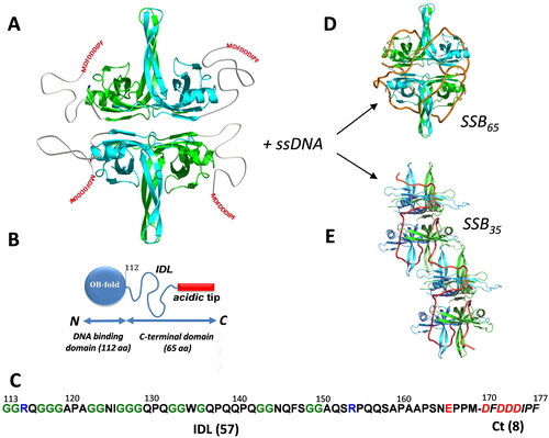 Figure 1. E. coli SSB structure and binding modes on ssDNA. (A) A model of an EcSSB tetramer. Opposing subunits of the tetrameric core in cyan (front) and green (back) are shown with intrinsically disordered tails drawn in. (B) A schematic of one EcSSB subunit (177 aa), composed of an N-terminal DNA binding domain, OB fold (112 aa), intrinsically disordered linker, IDL (57 aa), and 8 residue conserved acidic tip (DFDDDIPF). (C) The SSB C-terminus sequence, including the IDL and Ct motif (italic). Positively and negatively charged residues are shown in blue and red, respectively, and glycines are shown in green. (D) A model of SSB-ssDNA complex in the (SSB)65 binding mode, with 65 nts of DNA (orange ribbon) wrapped around the SSB tetramer (C-terminus unresolved). (E) A proposed model for the (SSB)35 binding mode, in which two SSB tetramers interact with 70 nt long DNA (orange tube) using an average of only two subunits per tetramer (C-terminus not shown).