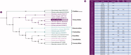 Figure 1. Phylogenetic tree and genomic annotation of A. cartilaginea. (A) Maximum-likelihood (ML) phylogenetic tree yielded by IQTREE for seven turtle families based on a concatenated alignment of 13 protein-coding genes from 19 turtle species; bootstrap values are shown in the middle of the branches connected to the nodes. (B) Annotation of the complete mitogenome of A. cartilaginea.