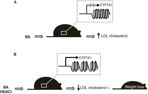 Figure 4. HDACi in Ldlr-/- mice induce CYP7A1 expression and decrease serum LDL-cholesterol and body weight. (A) Bile acids repress CYP7A1 expression leading to LDL cholesterol increase. (B) Treatment with HDACi derepresses CYP7A1 and increase conversion of cholesterol to bile acids, ultimately reducing LDL cholesterol and body weight.