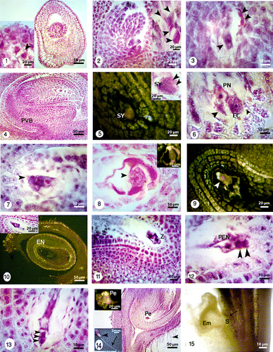 Figures 1-15. Longitudinal sections showing embryo sac development under bright field and fluorescence microscopes and different magnifications. 1: Young ovary containing a young ovule (right) showing dyad stage (right and left) (black arrowhead). 2: Two different magnifications of a T-shaped tetrad (black arrowheads). The outer integument (oi) grows faster than inner one (ii). 3: Three nuclei of four-nucleated embryo sac (black arrowheads). 4: Anatropous, crassinucellar and bitegmic ovules with nucellus and provascular bundle (PVB). The cone-shaped embryo sac with egg apparatus, two polar nuclei, antipodal cells and zigzag micropyle. 5: One of the synergids (SY) and oospher with its polarity are visible under bright field (black arrowheads) and fluorescence microscopes. 6: Synergids (black arrowheads), egg cell (EC), two polar nuclei before fusion and degeneration of micropylar end is visible. 7: Two polar nuclei and their finger-like tubers. 8: Egg apparatus and secondary nucleus (black arrowhead) formation after fusion of polar nuclei under bright field (left) and fluorescence (right) microscopes. 9: Mature embryo sac with differentiated egg (white arrowhead) and its polarity. 10: Sagittal section through the embryo sac under bright field and fluorescence microscopes with two different magnifications. Nucellar cells are degraded in the middle of embryo sac but persistent adjacent to the chalazal areae. Endothelium layer (En) is distinguishable at the inner integument. 11: Longitudinal section of zygote (Z) and synergids. 12: The primary endosperm nucleus (PEN), apical and basal cells (black arrowheads). 13: Basal cell and 2-celled proembryo (black arrowheads). 14: The U-shaped embryo sac and proembryo (Pe) under bright field (right) and fluorescence microscopes (left). The ovary with trichomes (in different magnifications; black arrowheads), long style (black arrow). 15: Globular embryo (Em) with young suspensor (S) surrounded by coenocytic endosperm. Staining with lugol indicates accumulation of starch grains at the base of embryo (black arrow).