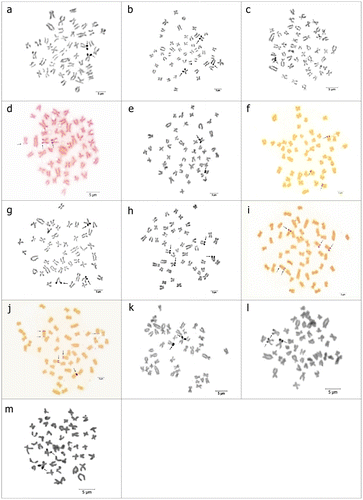 Figure 4. Ag-stained metaphases with number and/or location polymorphisms of (a, b) P. battalgilae showing two and three Ag-positive signals; (c, d) P. burduricus showing one and three Ag-positive signals; (e–j) P. evliyae showing from two to six Ag-positive signals; (k, l) P. fahrettini showing two and three Ag-positive signals; (m) P. fahrettini with size polymorphism. Arrows indicate the NORs. Scale bar = 5 μm.