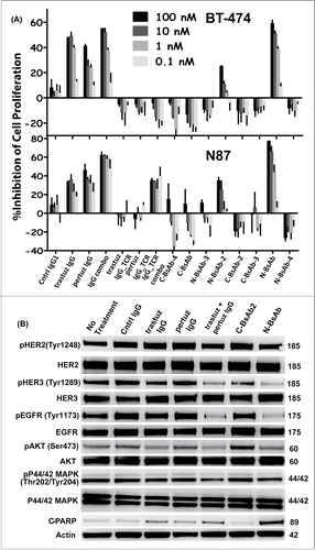 Figure 6. Biological activity of IgG_TCR BsAbs. The effect of IgG_TCR BsAbs on the FBS-driven proliferation of (A) BT-474 breast cancer cells (top) and N87 gastric cancer cells (bottom). (B) Western blot analyses of the phosphorylated state of EGFR, HER-2, HER-3, Akt, and Erk from N87 tumor cells grown for 48 hours in FBS in the presence of various anti-HER-2 monoclonal and bispecific antibodies. Additionally, the presence of cleaved PARP was evaluated on the blot. Actin was probed to demonstrate the normalized amount of protein loaded into each well.