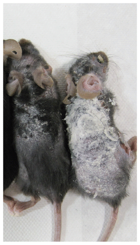 Figure 5 Chronic dermatitis in cpdm mice. 5-mo-old wild-type (left) and cpdm mice (right) are shown.