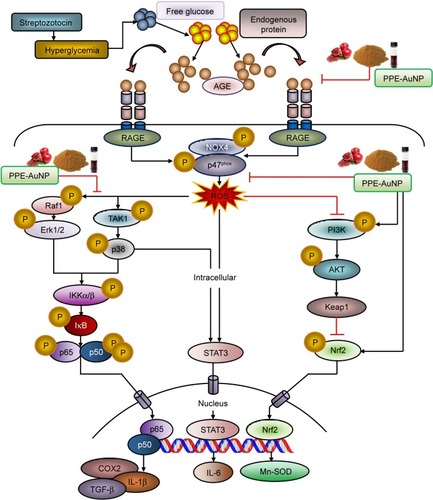 Figure 14 Graphical representation illustrating the probable mechanism of action of PPE-AuNP in ameliorating STZ-induced diabetic nephropathy.Abbreviations: AuNP, gold nanoparticle; PPE, pomegranate peel extract; STZ, streptozotocin.