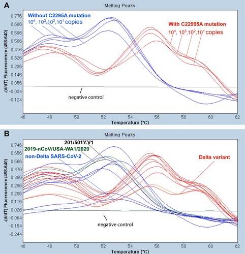 Figure 1. Differential melting temperatures of PCR products with non-Delta SARS-CoV-2 and the Delta variant. (A) With the 6-FAM probe designed to match the area incorporating the C22995A mutation exactly, dilutions of a control SARS-CoV-2 Delta variant (positive control from Kansas State Veterinary Diagnostic Laboratory) used in the Delta RT-FRET-PCR had a Tm of around 56.1°C. With the SARS-CoV-2 strains that did not have the mutation (2019-nCOV/USA-WA1/2020), the A to C mismatch with the probe resulted in a lower Tm of around 52.5°C. The Tm values did not vary significantly with the copy number. The negative control was RNA from a human nasal swab negative for SARS-CoV-2 by routine diagnostic PCR. (B) Tm analysis of representative Delta RT FRET-PCR products from controls and human nasal swab samples with non-Delta variant SARS-CoV-2 (blue lines) and Delta variants (red lines), all confirmed by DNA sequencing. The Tm values for the non-Delta strains were around 52.5°C, while those of the Delta variant were clearly different at around 56.1°C.