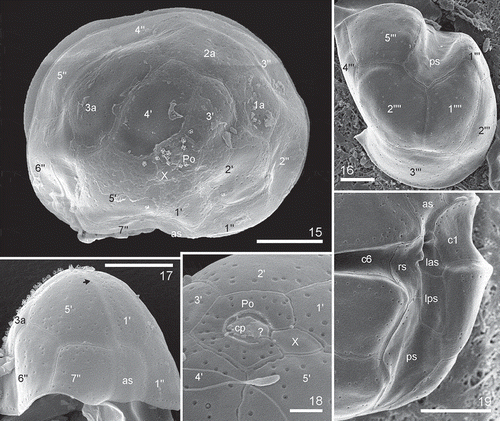 Figs 15–19. Heterocapsa claromecoensis sp. nov. SEM. Figs 15, 17, 18. Strain Arg-B5. Figs 16, 19. Strain LPCc-005. Fig. 15. Cell in apical view showing the plate pore (Po), the X plate, five apical plates, three intercalary plates and seven precingular plates. Fig. 16. Hypotheca in antapical view showing two antapical plates, slightly different in size, five postcingular plates and the posterior sulcal plate. Fig. 17. Epitheca in lateral ventral view with two larger plates 5ꞌ and 6ꞌꞌ limiting with the 3a. Note the presence of some body scales. Arrow shows the X plate. Fig. 18. Detail of epitheca in apical view showing the Po, the cover plate (cp) occluding the pore, the hinge structure (marked as ?), the X plate, and the five apical plates. Fig. 19. Detail of the sulcal area showing sulcal plates (as, las, lps, rs, ps) and two cingular plates (c1 and c6). Plate labels according to the Kofoidian system. Scale bars = 5 µm (Figs 15–17, 19), 1 µm (Fig. 18)