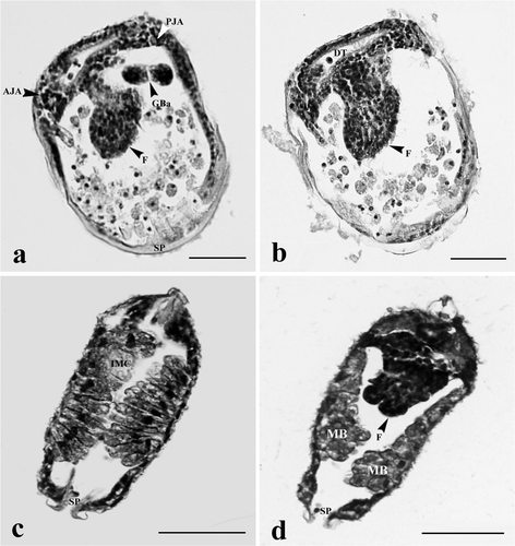 Figure 4. Glochidia of H. bialatus at day 6 showing sagittal sections (a and b), and cross-section (c and d). AJA, anterior juvenile adductor; DT, digestive tract; F, foot; GBa, gill bar; IMC, inner mantle cells; MB, mushroom body; PJA, posterior juvenile adductor; and Sp, spines. Bars = 25 µm.