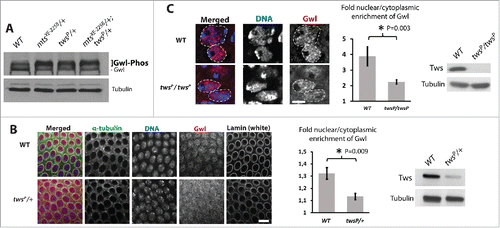 Figure 5. PP2A-Tws promotes the nuclear localization of Gwl in vivo. (A) Gwl is hyperphosphorylated in embryos from mothers heterozygous for mutations in mts and tws, as detected by slower-migrating forms of Gwl by Western blot. (B) Gwl is more cytoplasmic in embryos from mothers heterozygous for a mutation in tws. Left: immunofluorescence in fixed syncytial embryos. Center: quantification of the nuclear vs cytoplasmic fluorescence intensities of Gwl. Right: Western blot showing the lower levels of Tws in embryos from twsP/+ mothers. (C) Gwl is more cytoplasmic in twsP/twsP larval neuroblasts. Left: immunofluorescence in fixed larval neuroblasts. Dashed lines indicate the approximated limits of nuclear areas. Center: quantification of the nuclear vs cytoplasmic fluorescence intensities of Gwl. Right: Western blot showing the lower levels of Tws in twsP/twsP whole larvae.