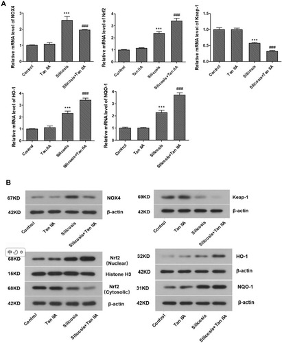 Figure 7 Continued.