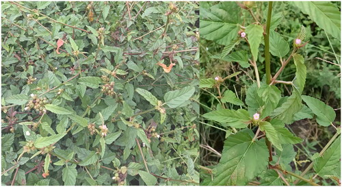 Figure 1. Reference image of M. corchorifolia. This image was taken by Wen Wang in the Baicao Garden of Zhejiang Chinese Medical University. The plant height is 1–6 ft; branches are yellowish-brown; leaves are variable in shape, simple, petiolate, ovate to lanceolate in outline, and doubly serrate. Simple hairs occur along the major veins on the lower surface of the leaf; the leaf base is round or heart-shaped, and stipules are bar-shaped; flowers are produced in terminal head-like cymes and are arranged in umbrella inflorescences or clusters of umbrella inflorescences apically or axillarily, with petals that can change from white to reddish.