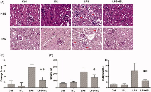 Figure 1. ISL attenuated pathological injury of murine kidney and renal dysfunction in the LPS-induced mouse model. LPS induce AKI mice models were developed by intraperitoneal (i.p.) LPS injection. A total of 30 mice were randomly divided into six groups (n = 5): control, ISL, Fer, LPS, LPS plus ISL, and LPS plus Fer. An intraperitoneal injection of LPS (10 mg/kg) was made to induce septic AKI. ISL was administered via gavage at 50 mg/kg 30 min before LPS injection. (A) H&E and PAS staining. (B) Damage score of renal tubular injury. (C) Murine renal function detection about SCr and BUN. ‘*’means compared with the LPS group and p < 0.05. ‘**’means compared with the LPS group and p < 0.01.