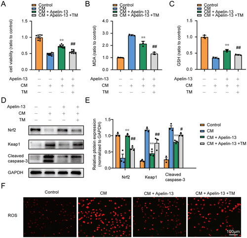 Figure 7. Activation of ER stress abolished the antioxidative and antiapoptotic effects of apelin-13 in HK-2 cells treated with iohexol. HK-2 cells were treated with iohexol (200 mg iodine/mL) for 6 h, apelin-13 (100 nM) for 6 h, and / or TM (100 nM) for 8 h. (A) Cell viability. (n = 8). (B) Cell MDA content. (C) Cell GSH activity. (D, E) Representative immunoblot analysis and semi quantitative analysis of Keap1, Nrf2 and Cleaved caspase-3 in HK-2 cells, GAPDH was used as a loading control. (F) Representative images of ROS staining, Scar bar, 100 μm. *p < 0.05, **p < 0.01, significantly different from CM group; #p < 0.05, ##p < 0.01, significantly different from the CM + Apelin-13 group. All quantitative data are expressed as means ± SEMs, n = 3.