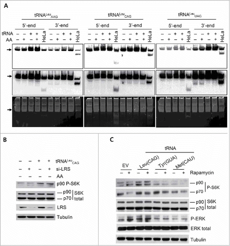 Figure 3. Phosphorylation of 90-kDa RPS6K was mediated by mature tRNALeu, and it was independent of mTOR activation. (A) Northern blot analysis to detect both mature tRNALeu and its tRFs with 5′ and 3′ radioactive short probes. Expression levels of tRNAs in HEK 293T cells after tRNALeu transfection under different culture conditions were compared with that in the controls. Arrows show the mature tRNA. Upper, short exposure; middle, long exposure; and bottom, EtBr staining of the gel to visualize the loading amounts of total RNA. HeLa cells were used as controls for tRFs. (B and C) Western blot analysis to investigate the effect of LRS knockdown (B) or rapamycin treatment (C) on the tRNA-mediated p90 RPS6K phosphorylation.