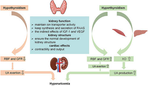 Figure 1 Mechanism of hypothyroidism and hyperthyroidism affecting uric acid metabolism. TH can influence RBF and GFR by affecting kidney structure and function and cardiac output. With hypothyroidism, RBF and GFR decrease, resulting in reduced UA excretion and hyperuricemia occurs. On the contrary, hyperthyroidism increases RBF and GFR, resulting in increased UA excretion. However, excessive TH can promote XO activity and increase UA production, which exceeds the excretion of UA, causing hyperuricemia.