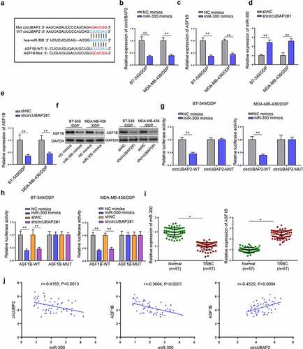 Figure 3. CircUBAP2 regulates the miR-300/ASF1B axis in TNBC. (a) Binding sites predicted by Starbase between CircUBAP2 and miR-300 or between miR-300 and ASF1B. (b and c) mRNA levels of circUBAP2 and ASF1B in BT-549/DDP and MDA-MB-436/DDP cells following miR-300 overexpression. (d and e) mRNA levels of miR-300 and ASF1B in BT-549/DDP and MDA-MB-436/DDP cells after silencing circUBAP2. (f) Protein levels of ASF1B in BT-549/DDP and MDA-MB-436/DDP cells following miR-300 overexpression or circUBAP2 knockdown (g and h) The interaction among circUBAP2, miR-300, and ASF1B was verified by Luciferase reporter assay. (i) RT-qPCR results of miR-300 and ASF1B expressions in TNBC tissues. (j) Correlation analysis of the expressions of circUBAP2, miR-300, and ASF1B in TNBC tissues. *p < 0.05; ** p < 0.01.