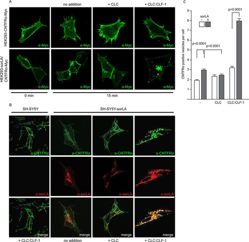 FIG 5 sorLA-mediated internalization of CNTFRα. (A) HEK293 cells transfected with Myc-tagged CNTFRα or doubly transfected with CNTFRα-Myc and sorLA were incubated (37°C, 10 min) with mouse anti-Myc, washed, and then incubated with the given ligands (at 10 nM). At the given times the cells were fixed, permeabilized, and stained with Alexa Fluor 488-conjugated goat anti-mouse Ig. (B) Internalization and colocalization of CNTFRα (endogenous) and sorLA in SH-SY5Y transfectants. Wild-type cells and sorLA transfectants were incubated (37°C for 25 min) with the given ligands (at 10 nM) and then fixed, washed, permeabilized, and finally stained by goat anti-CNTFRα and mouse anti-sorLA. Alexa Fluor 488-conjugated donkey anti-goat and Alexa Fluor 568-conjugated donkey anti-mouse antibodies were used as secondary antibodies. (C) Number of CNTFRα-containing vesicles in wt and sorLA transfected SH-SY5Y cells. The cells were incubated with ligands and stained as described for panel B prior to automated counting of vesicles with a positive stain for CNTFRα. Each column represents results obtained in 346 to 2,047 cells (containing between 800 and 9,444 positive vesicles) and shows mean values ± SEMs.