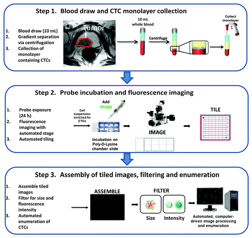 Figure 1. Overview of the telomerase-based CTC assay utilizing an adenoviral probe. The three-step process involves: (1) blood draw and CTC monolayer collection, (2) probe incubation and fluorescence imaging, and (3) assembly of tiled images, filtering and enumeration as highlighted in the flow diagram above.