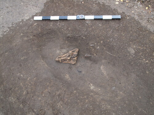 Fig 6 The skull of an adult female pig in situ (M1784). Photograph by S Salomaa 2017, Muuritutkimus Oy.
