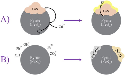 Figure 3. Pyrite activation in the presence of (A) Cu2+ and (B) Pb2+ cations [Citation75].
