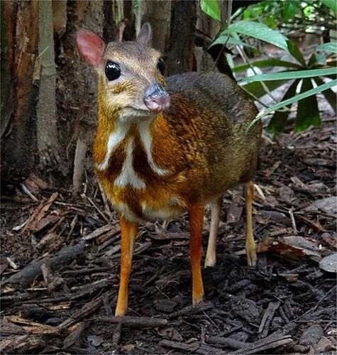 Figure 1. Mouse-deer (tragulus khancil).Mouse-deer Singapore Zoo by Bjørn Christian Tørrissen, 2012, Wikipedia.Mouse-deer Singapore Zoo, Citation2012 - Chevrotain - Wikipedia CC BY-SA 3.0.