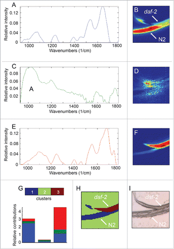 Figure 5. MCR-ALS analysis of FT-IR spectra can detect differences in chemical composition between worms. A, C, D show component spectra calculated from the FT-IR data obtained with 2 adjacent worms, one wild type and one a daf-2 mutant. B, D and F show intensity maps of the relative intensities of these spectral components. Note that while components A and E appear to correspond to chemical groups enriched in the lower and upper worms respectively, component C is apparently not assigned to enriched in either worm. G shows the relative contributions of the components A (red), C (green) and E (blue) to the 3 clusters identified by k-means clustering. H shows a segmentation image in which each pixel has been assigned to one of the 3 clusters. The majority of the pixels covering the upper worm are in cluster 3 whereas the majority of those from the lower are in cluster 1. I shows a bright field image of the worms.