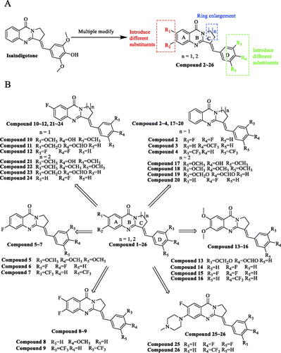 Figure 1. Isaindigotone and its derivatives. (A) General design strategy of the title compounds. (B) Chemical structures of Isaindigotone derivatives.