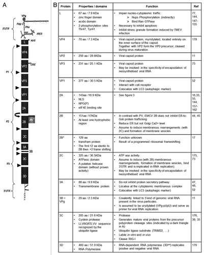 Figure 1. (A) Genomic organization. The EMCV genome is a positive single-strand RNA, covalently linked to the viral protein VPg in 5′. The genomic RNA is composed of two UTR in 5′ and 3′ and an ORF that encodes for a polyprotein (dark gray). The polyproteins is cleaved by the 3C protease, cleavage sites are indicated (black triangles). Ribosome skinping (curved right arrow). A second ORF (clear gray) due to a +2 ribosome frameshifting. cre, Cis replicating element; PKs, pseudoknots; IRES, internal ribosome entry site. (B) Description of EMCV proteins properties and functions known or assumed by similarity with other picornaviruses.