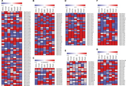 Figure 1 Differential expressions of SLC family proteins in digestive system neoplasms.Notes: (A) Session patterns of SLC25 and SLC19 family in digestive neoplasm samples; (B) Expression patterns of SLC45, SLC5 and SLC2 family in digestive neoplasm samples; (C) Expression patterns of SLCO family in digestive neoplasm samples; (D) Expression patterns of SLC22 family in digestive neoplasm samples; (E) Expression patterns of SLC39 and SLC11 family in digestive neoplasm samples; (F) Expression patterns of SLC26 and SLC12 family in digestive neoplasm samples; (G) Expression patterns of SLC7 and SLC29 family in digestive neoplasm samples.Abbreviations: SLC, solute carrier; CHOL, cholangiocarcinoma; COAD, colon adenocarcinoma; ESCA, esophageal carcinoma; LIHC, liver hepatocellular carcinoma; PAAD, pancreatic adenocarcinoma; READ, rectum adenocarcinoma; STAD, stomach adenocarcinoma.