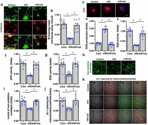 Figure 3. Mitophagy activation sustains mitochondrial function in endothelial cells. (a-b) mt-Kemia assay was used to evaluate mitophagy activity in under HR injury or UA treatment. (c-d) UA was added to activate mitophagy in endothelial cells. Then, an immunofluorescence assay was used to detect the alterations in mitochondrial ROS levels in response to H/R injury. (e-g) Enzyme-linked immunosorbent assays were used to detect GSH, SOD and GPX levels. (h-i) Immunofluorescence staining was used to detect non-oxidative cardiolipin. (j-k) The mitochondrial membrane potential was determined using JC-1 staining. #p < 0.05.