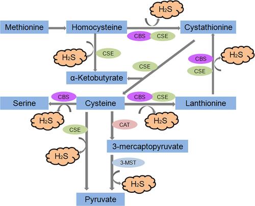 Figure 1 Generalised overview of H2S production in the cell. The endogenous production of H2S occurs via two main pathways-reverse transsulfuration and cysteine oxidation which take place partly inside mitochondria.