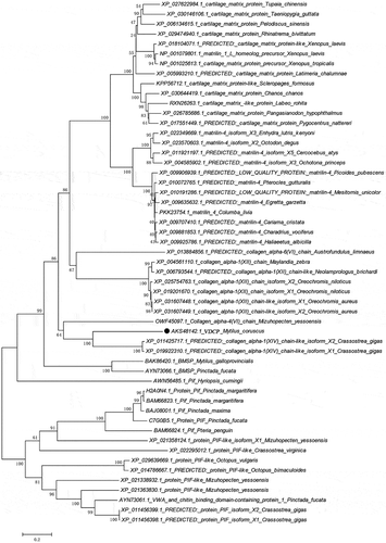 Figure 3. Phylogenetic tree of VDCP. The phylogenetic tree was constructed by Neighbor-joining method using MEGA 7.0 with bootstrap of 1000. Homologous proteins included in the phylogenetic tree were retrieved from NCBI nr database with high BLAST score and Pif/BMSP from mollusks. The VDCP was denoted by a circle. The BLAST information of selected sequences are shown in Supplementary Table 1.