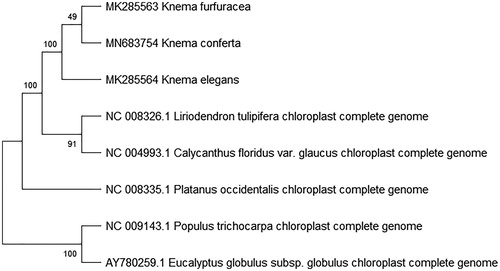 Figure 1. Maximum likelihood phylogenetic tree of K. conferta with 7 species based on complete chloroplast genome sequences. The gene’s accession number is list in figure and the data of K. elegans and K. furfuracea come from author.