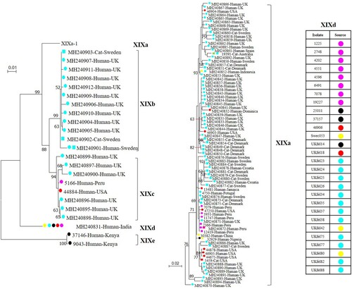 Figure 3. Phylogenetic relationship of known Cryptosporidium felis subtypes based on a maximum likelihood analysis of the partial gp60 gene. Substitution rates were calculated using the general time reversible model. Numbers on branches are percent bootstrap values over 50 from analysis with 1000 replicates. Round and square labels indicate samples from humans (including one from a monkey) and cats, respectively. Red, pink, blue, black, yellow and green labels indicate samples from North America, South America, Europe, Africa, Asia and Oceania, respectively. Phylogenetic relationships of five subtype families and the XIXa subtypes are shown in the left tree and the right tree, respectively. The sources of subtype XIXd-1 isolates are indicated in the right table.