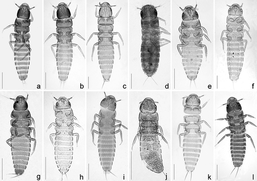 Figure 4. Images of slide-mounted first instar larvae of the following Meloe (Eurymeloe) species: (a) brevicollis, (b) corvinus, (c) mediterraneus, (d) affinis, (e) apenninicus, (f) apivorus, (g) flavicomus, (h) ganglbaueri, (i) glazunovi, (j) rugosus, (k) scabriusculus; and (l) Meloe (Coelomeloe) tuccius. Scale bar: 0.2 mm.