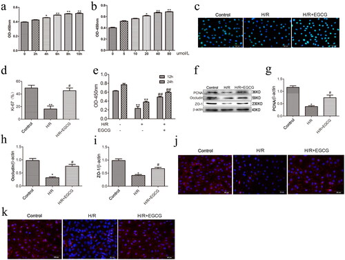 Figure 3. EGCG promotes cell proliferation and barrier function of IEC-6 cells after H/R injury. (a) Pre-treatment with 40 μmol/L EGCG of IEC-6 cells were exposed to 6 h hypoxia and different time of reoxygenation. (b) IEC-6 cells were pretreated with different dose of EGCG for 6h and then exposed to H/R. (c,d) Immunofluorescence staining for Ki-67 in IEC-6 cells for proliferation analysis. (e) CCK-8 was used to examine cell proliferation at the indicated time points. (f–i) Representative western blot showing PCNA, occludin and ZO-1 protein expression. (j) Immunofluorescence staining for occluding in different groups. (k) Immunofluorescence staining for ZO-1 in different groups. *p < 0.05 vs. control, **p < 0.01 vs. control, #p < 0.05 vs. H/R, ##p < 0.01 vs. H/R.