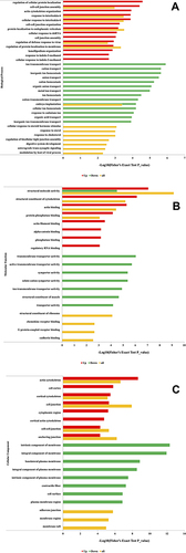 Figure 5 GO functional enrichment analysis of ubiquitinated proteins up or down-regulated in response to S. agalactiae infection in bovine mammary gland epithelial cells. (A) Distribution of the ubiquitinated proteins in terms of biological processes. (B) Distribution of the ubiquitinated proteins in terms of molecular functions. (C) Distribution of the ubiquitinated proteins in terms of cellular components.